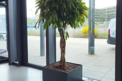 beete-baum