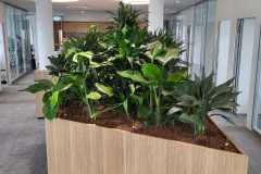 grossbaeume-launch-nah