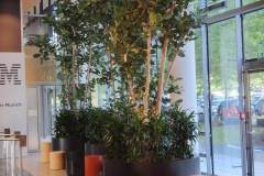 grossbaum-orange-rot