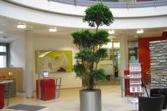 kassenhalle-mit-grosspflanze