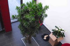 versenktes-gefaess-mit-grosspflanze