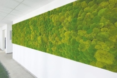 weisse-wand-moos
