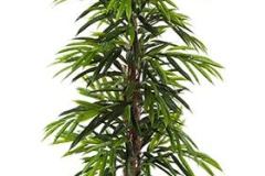 ficus-longifolia