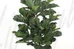 ficus-lyrata
