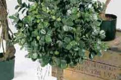 ficus-panda