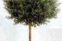 olive-tree