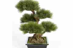 pinus-bonzai