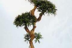podocarpus-crazy-trunk