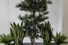podocarpus-mit-sansevieria-farnen
