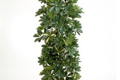 schefflaa-column-free