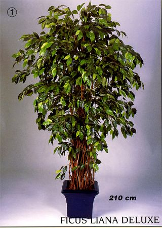 Ficus Liana „Deluxe“