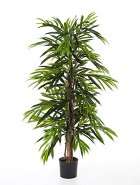 Ficus Longifolia