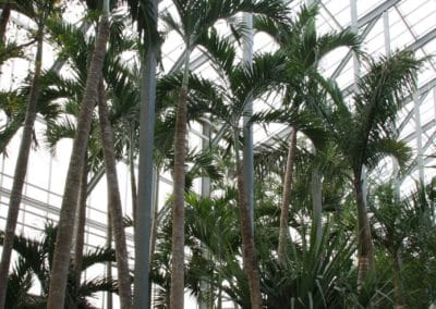 Hochwertige Palmenblätter