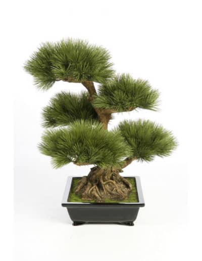 Pinus Bonzai