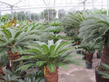 Pflanzen im Gewächshaus