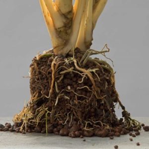 Was ist eine Hydrokultur? Gedike GmbH & Co KG Begrünungen