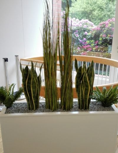 Gräser mit Sansevieria + Farnen