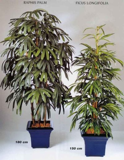 Textilpflanzen - Rhapis Excelsa + Ficus Longifolia