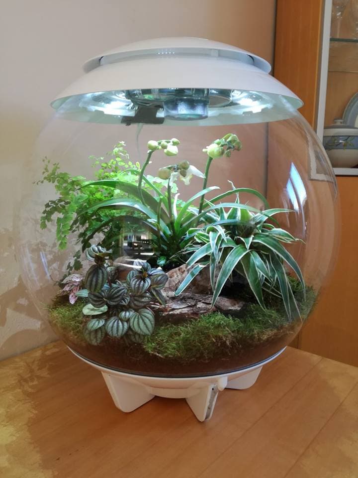 biOrb Air 60 biOrb Air 60 als geschlossenes Terrarium für tropische Pflanzen