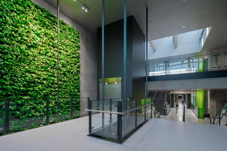 Die Grüne Wand im Büro. Frische Luft, Produktivität und Natürlichkeit