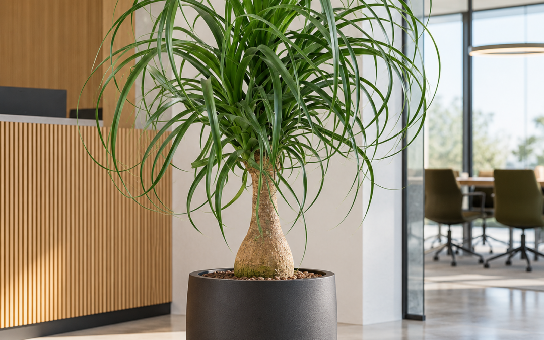 Beaucarnea recurvata – Elefantenfuß
