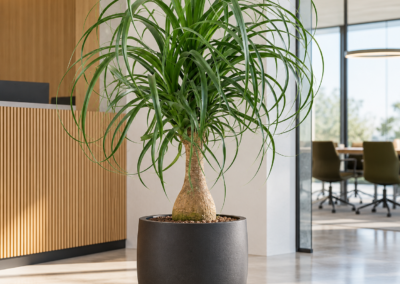Beaucarnea recurvata – Elefantenfuß
