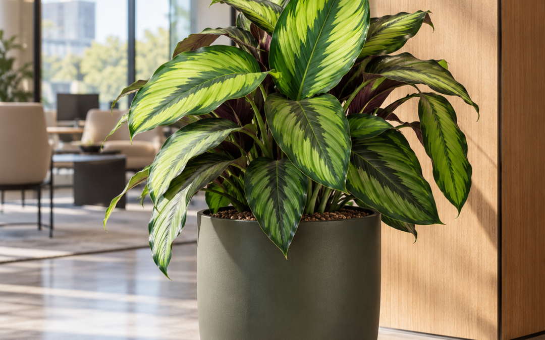 Calathea ‚Beauty Star‘