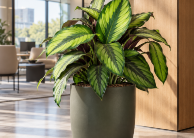 Calathea ‚Beauty Star‘