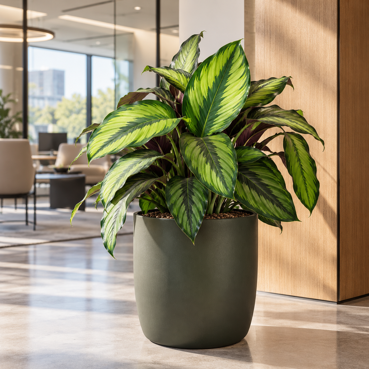 Calathea 'Beauty Star'