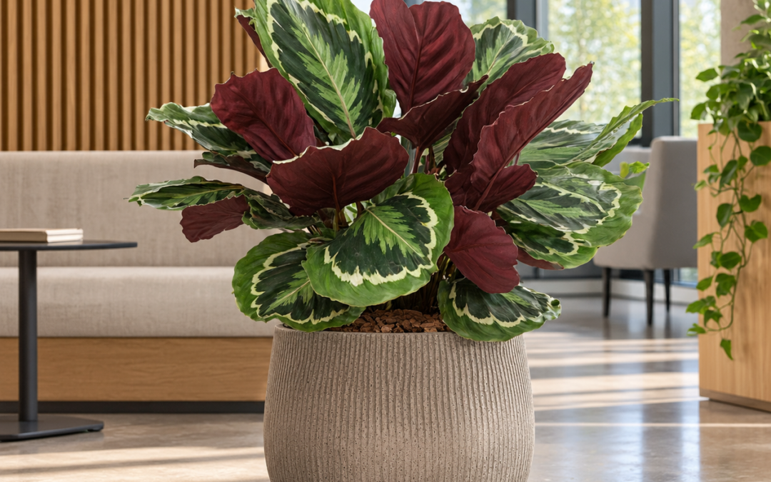 Calathea ‚Medallion‘