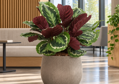 Calathea ‚Medallion‘