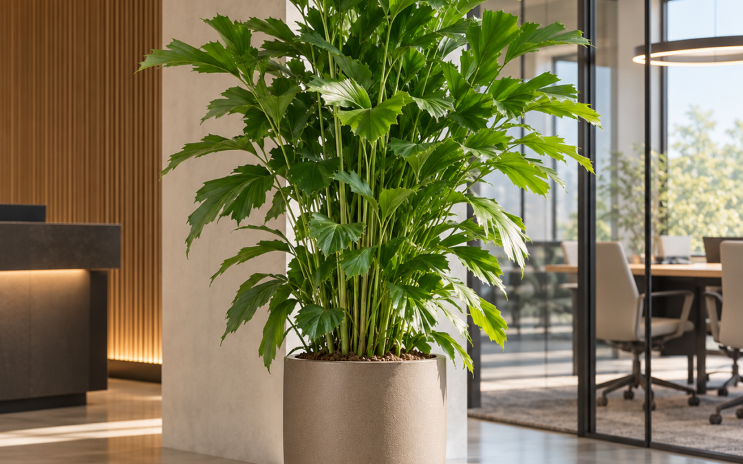 Caryota mitis