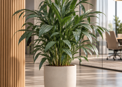 Chamaedorea metallica