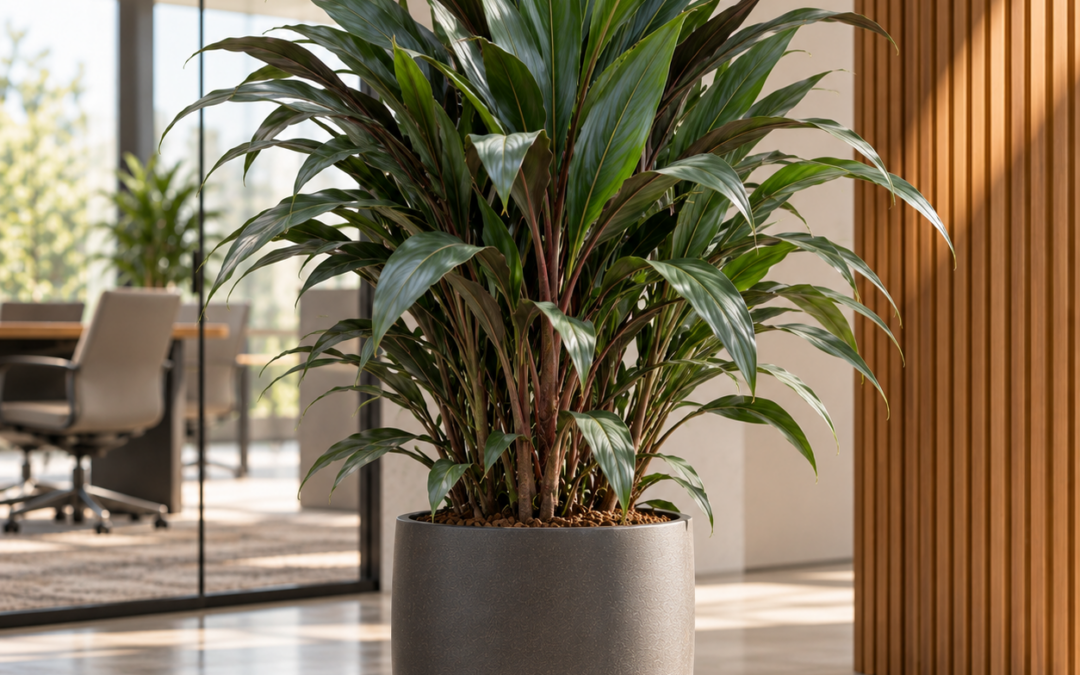 Cordyline fruticosa ‚Glauca‘