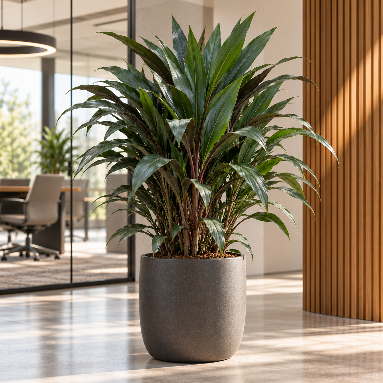 Cordyline fruticosa 'Glauca'