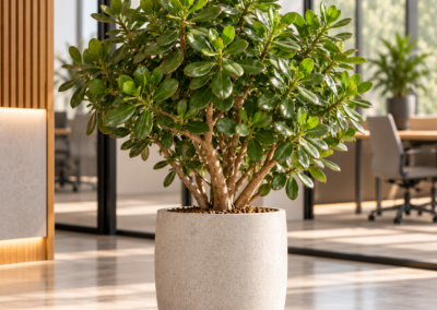 Crassula ovata – Geldbaum