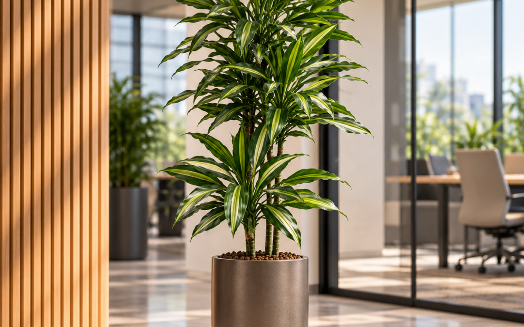 Dracaena ‚Cintho‘