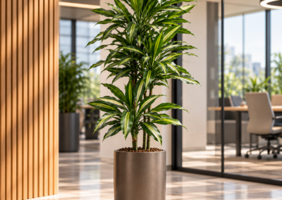 Dracaena ‚Cintho‘