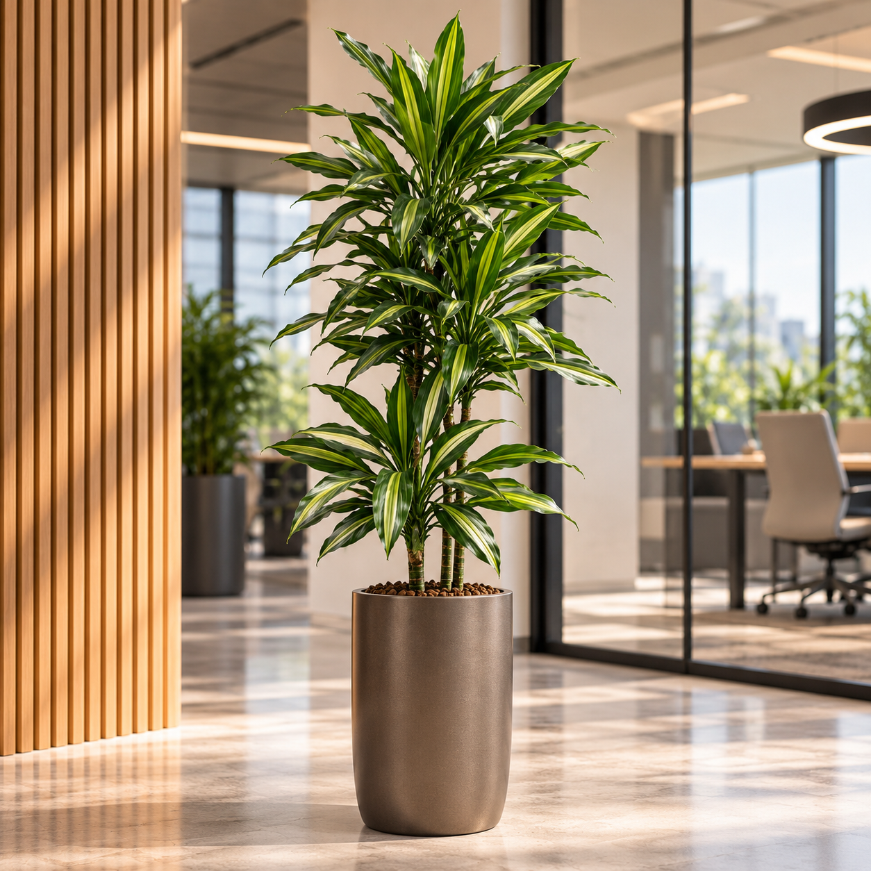 Dracaena 'Cintho'