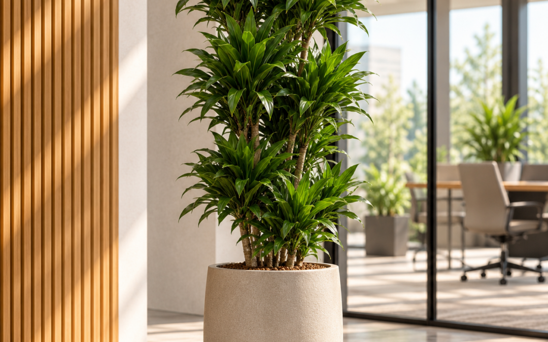 Dracaena ‚Compacta‘