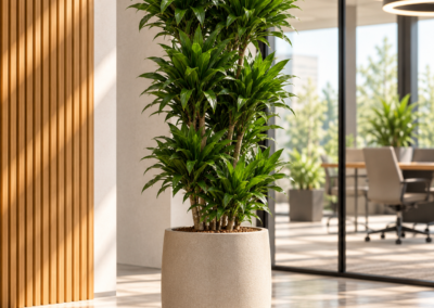 Dracaena ‚Compacta‘