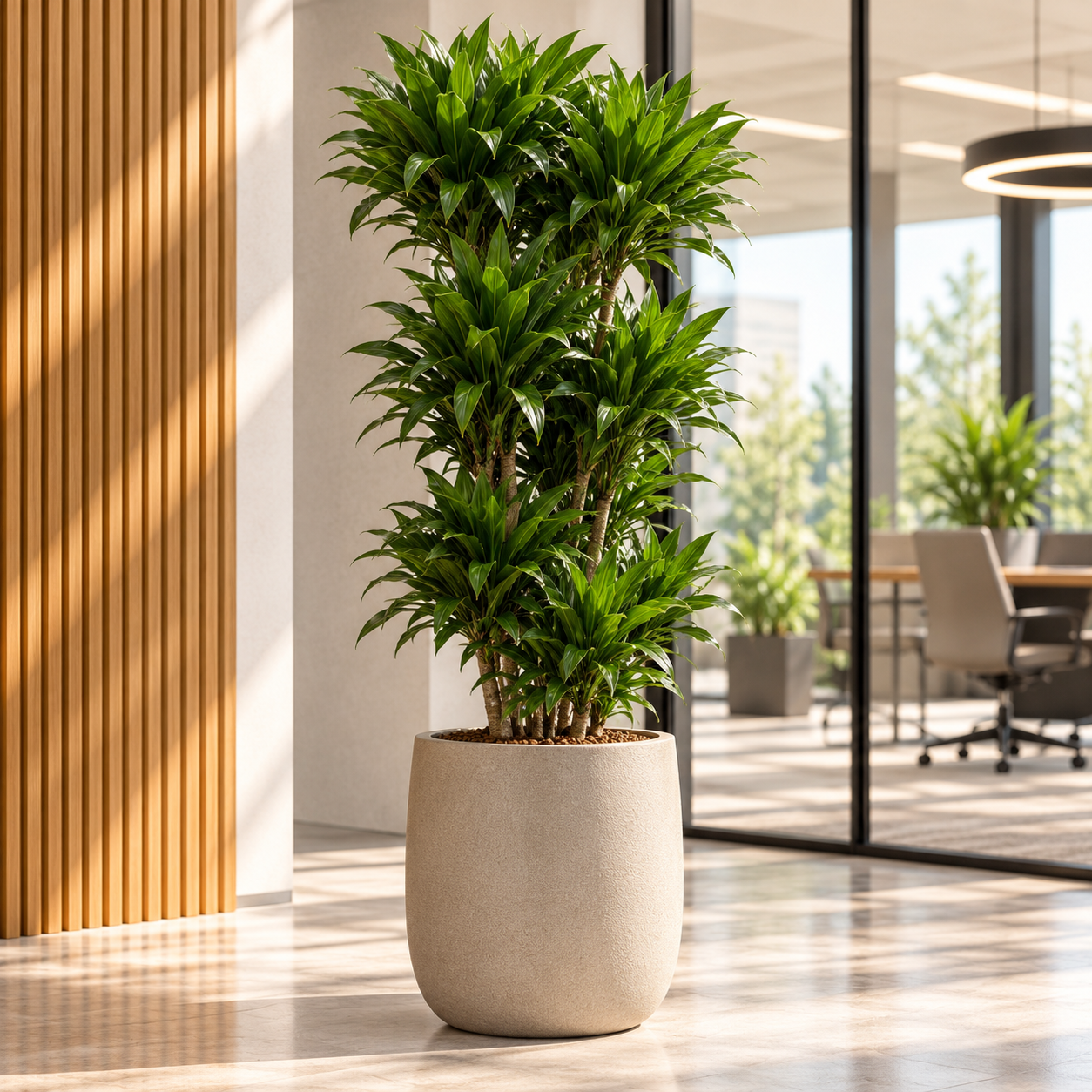 Dracaena 'Compacta'