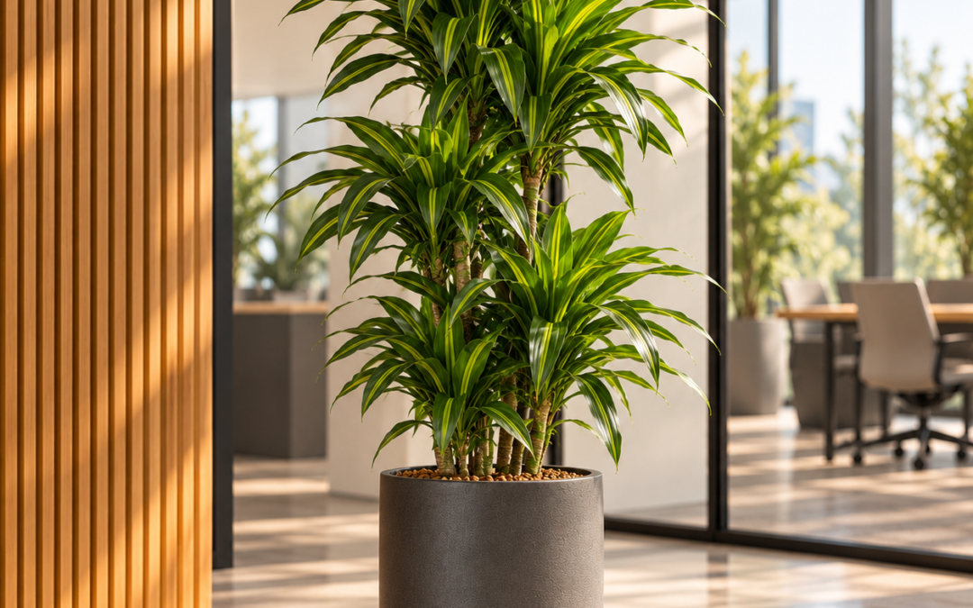 Dracaena ‚Dorado‘