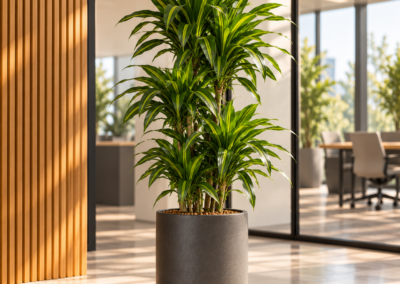 Dracaena ‚Dorado‘