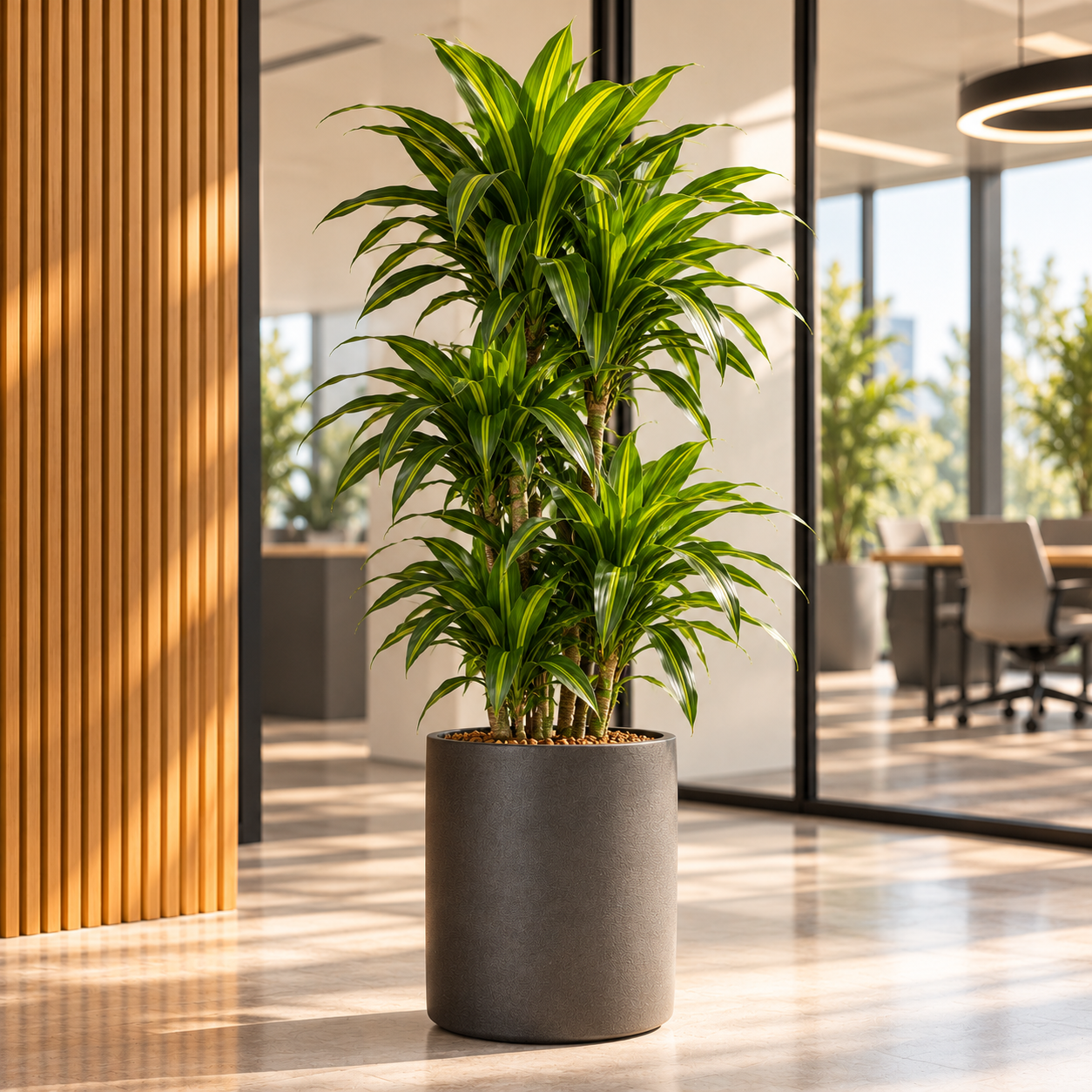 Dracaena 'Dorado'