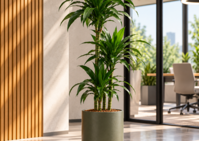 Dracaena ‚Janet Craig‘