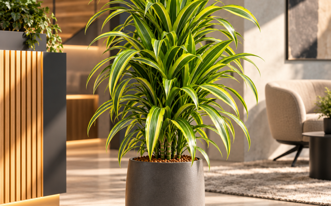 Dracaena ‚Lemon Lime‘