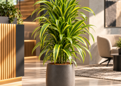 Dracaena ‚Lemon Lime‘