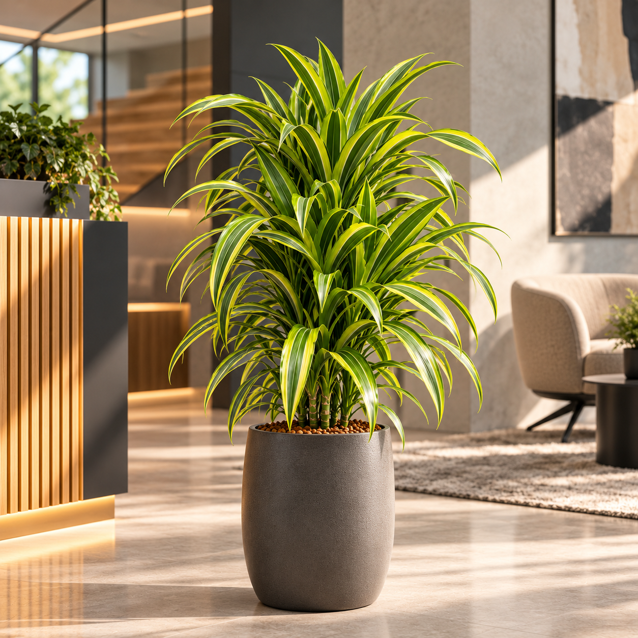 Dracaena 'Lemon Lime'