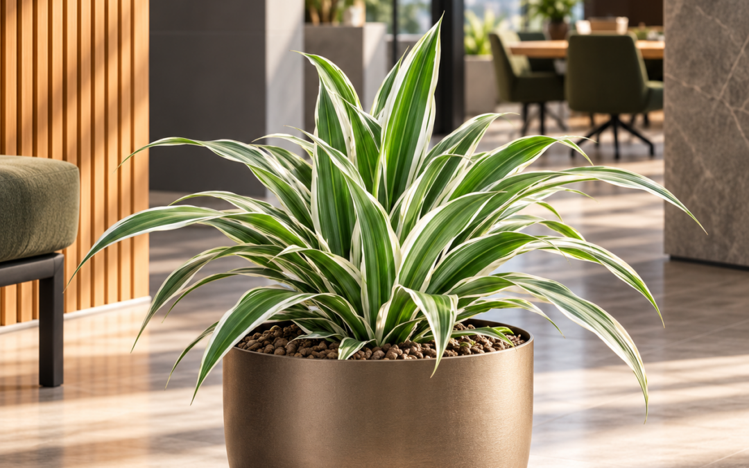 Dracaena ‚White Stripe‘
